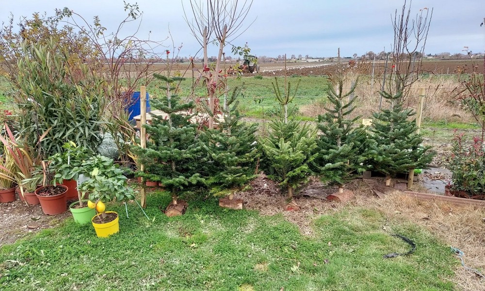 Vente d'arbres fruitiers